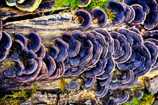 baum mit pilz in farbe